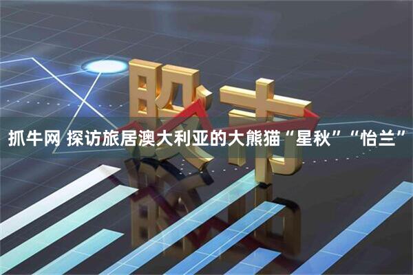 抓牛网 探访旅居澳大利亚的大熊猫“星秋”“怡兰”